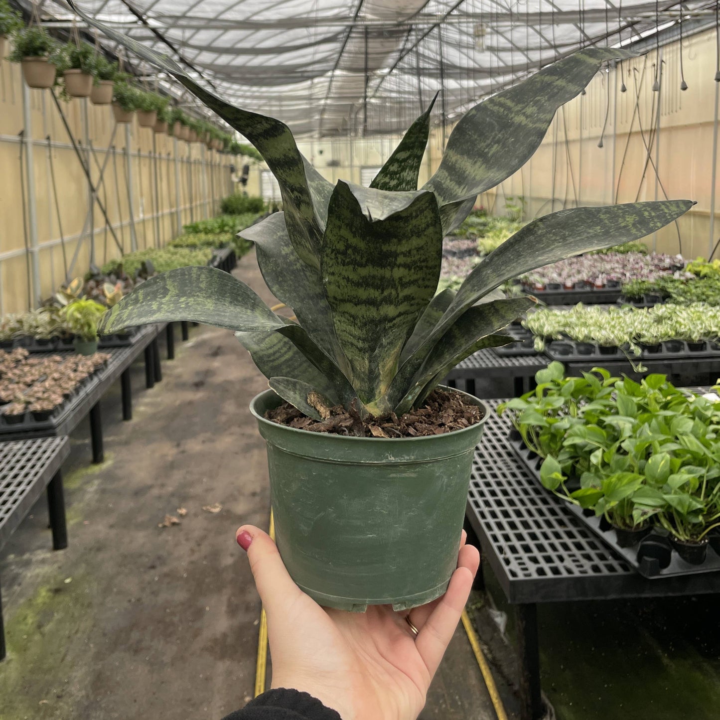 Snake 'Zeylancia',  Snake Plant - Live Plant