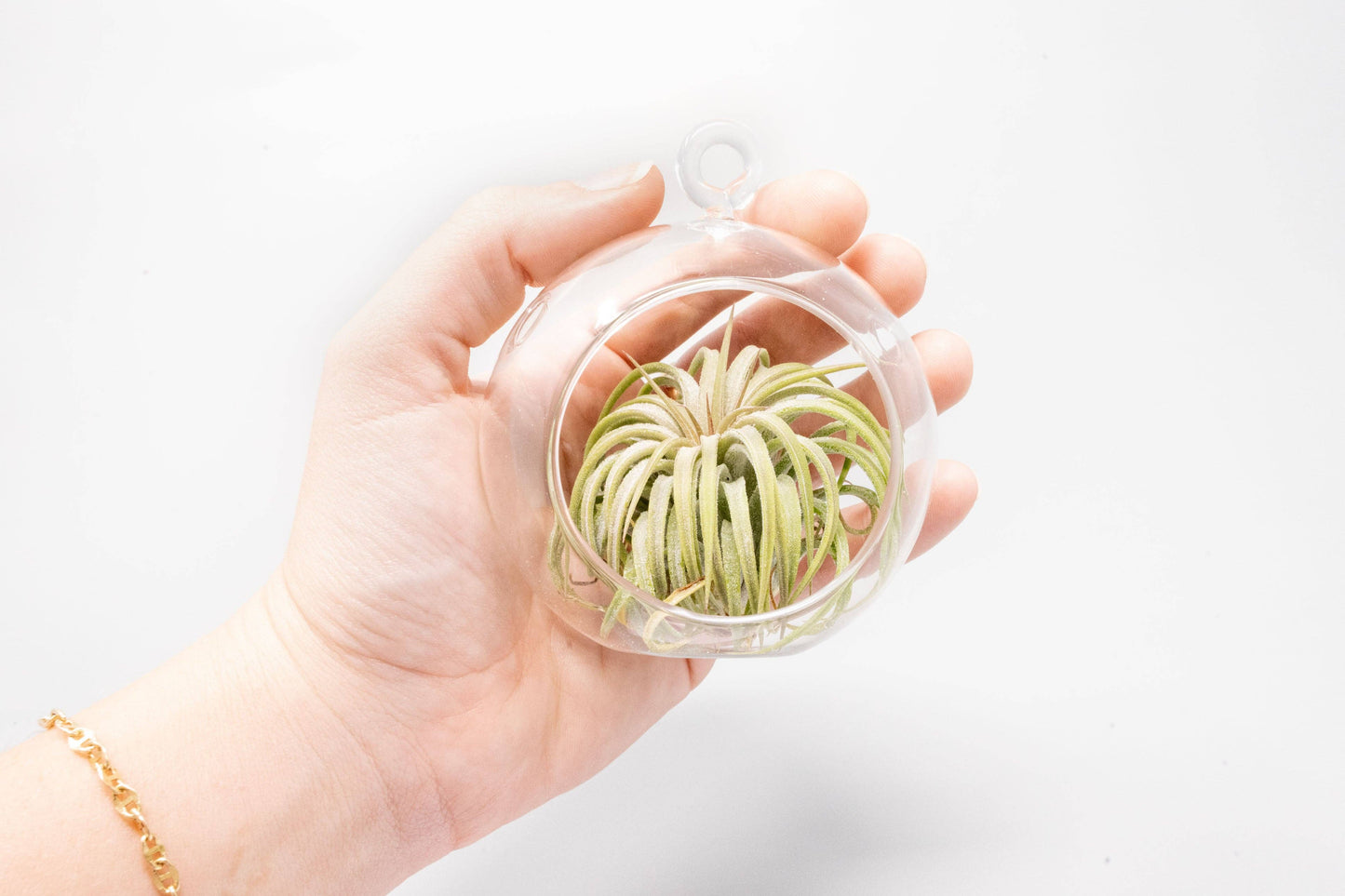 Mini Hanging Glass Globe Terrariums with Air Plant