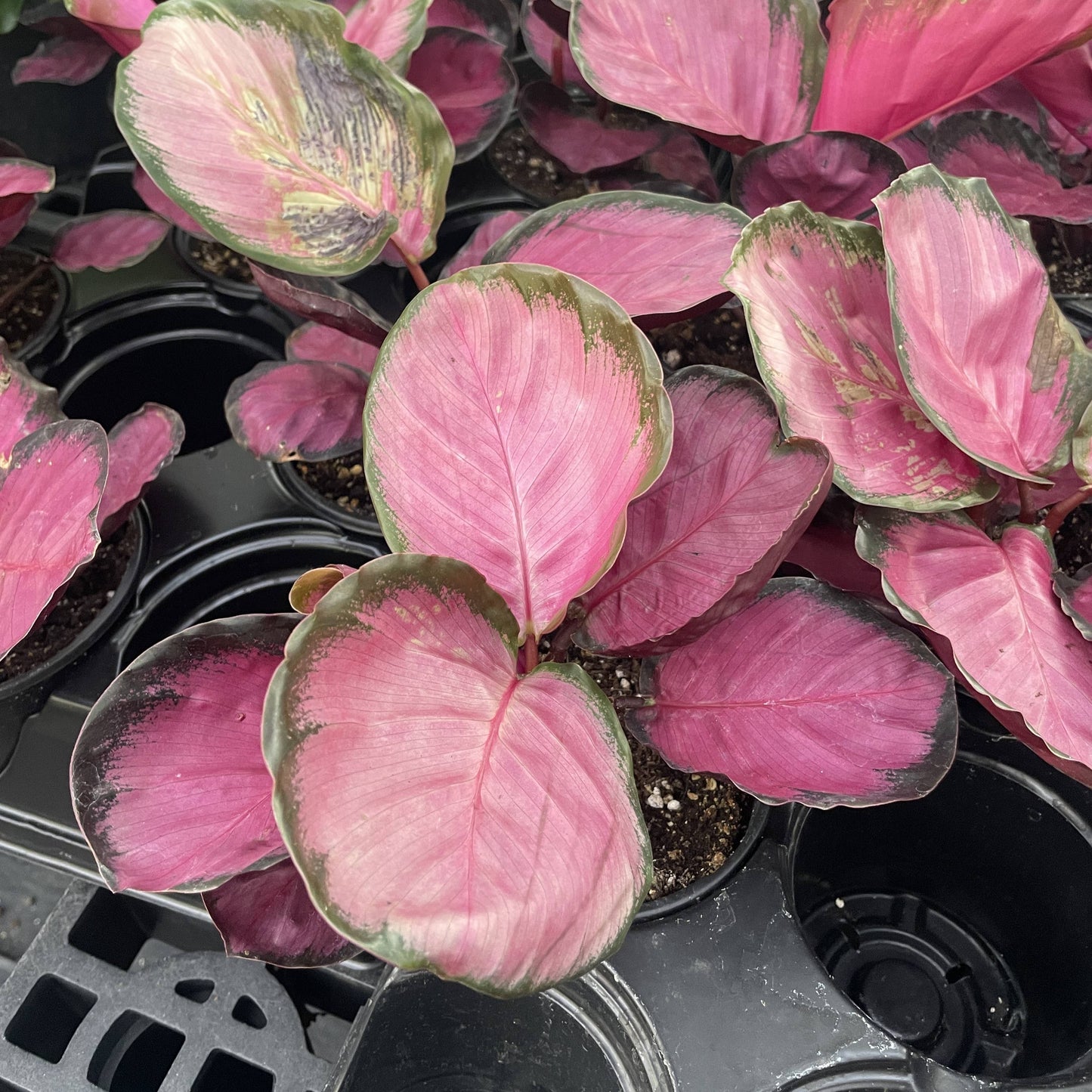 Calathea Roseopicta Rosy - 4" Live Plant