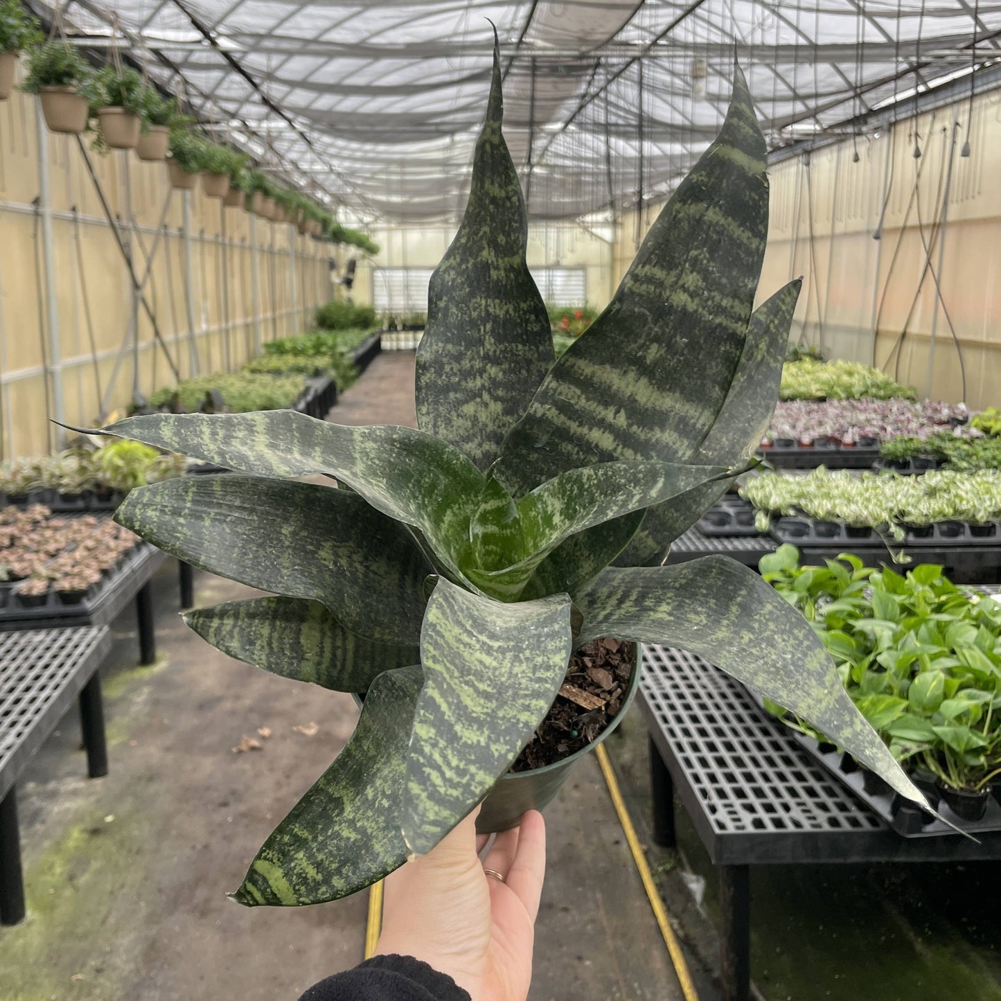 Snake 'Zeylancia',  Snake Plant - Live Plant