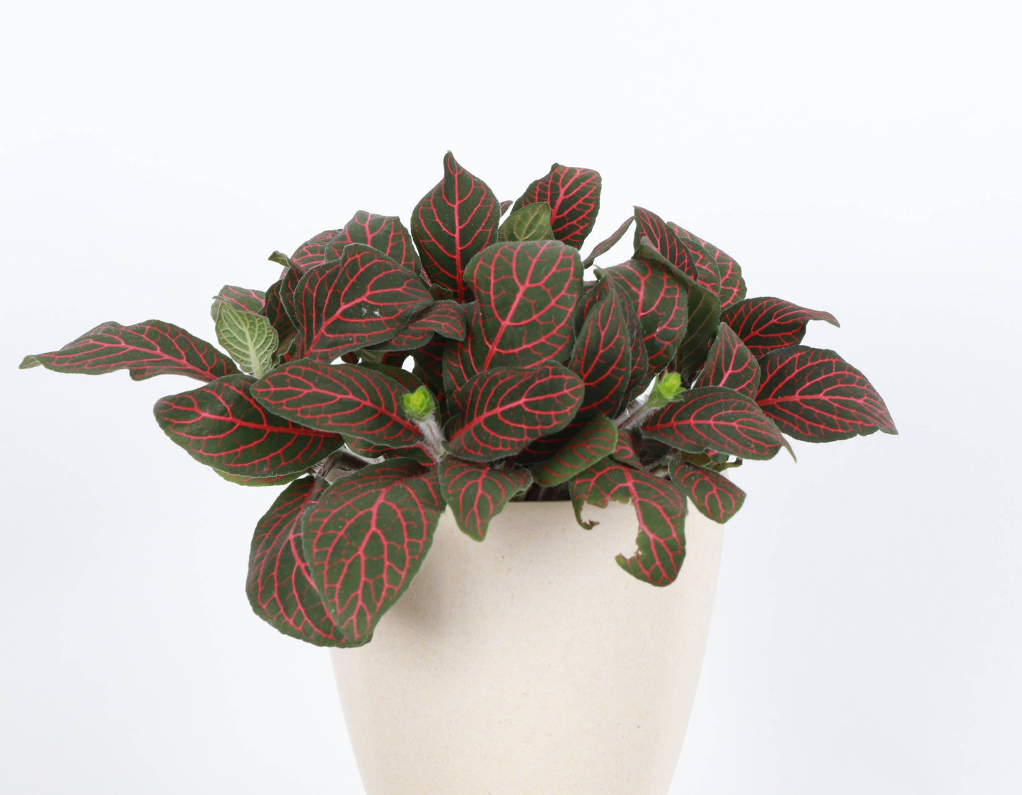 Red Fittonia Nerve Plant - Live Plant