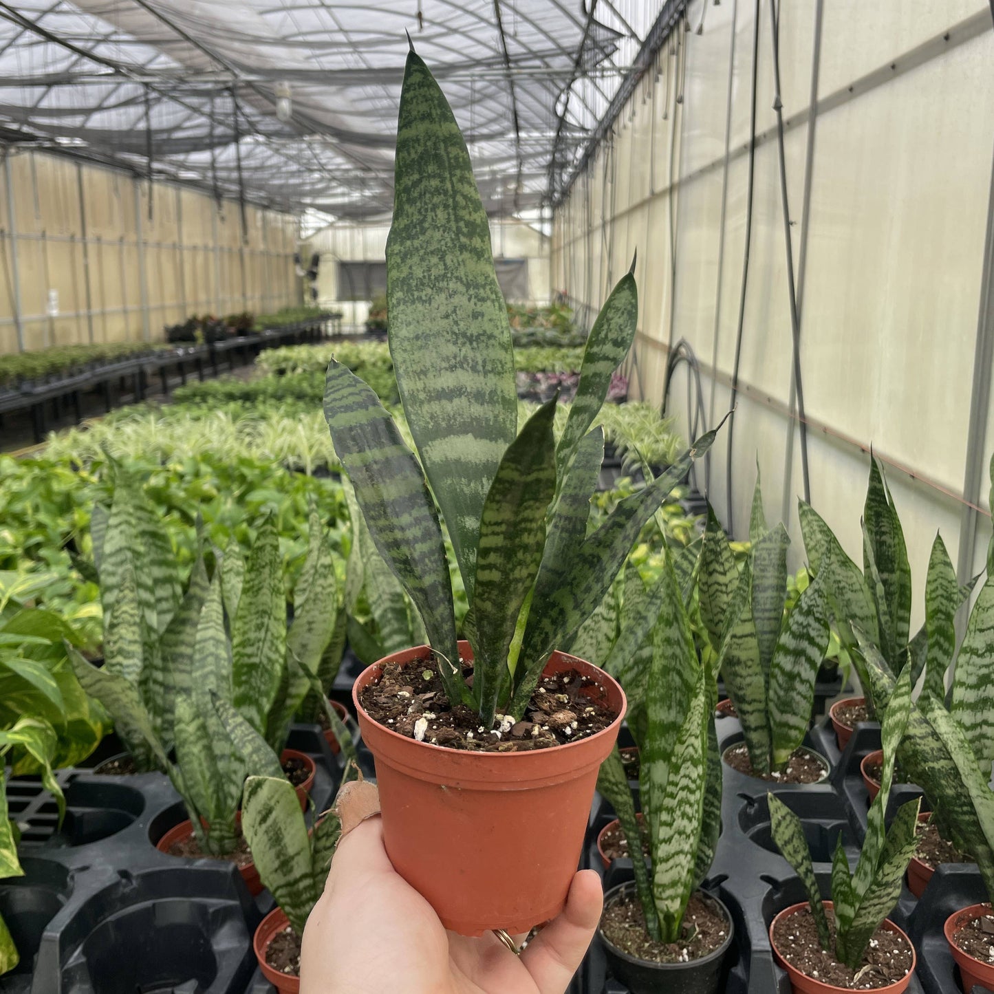 Snake 'Zeylancia',  Snake Plant - Live Plant