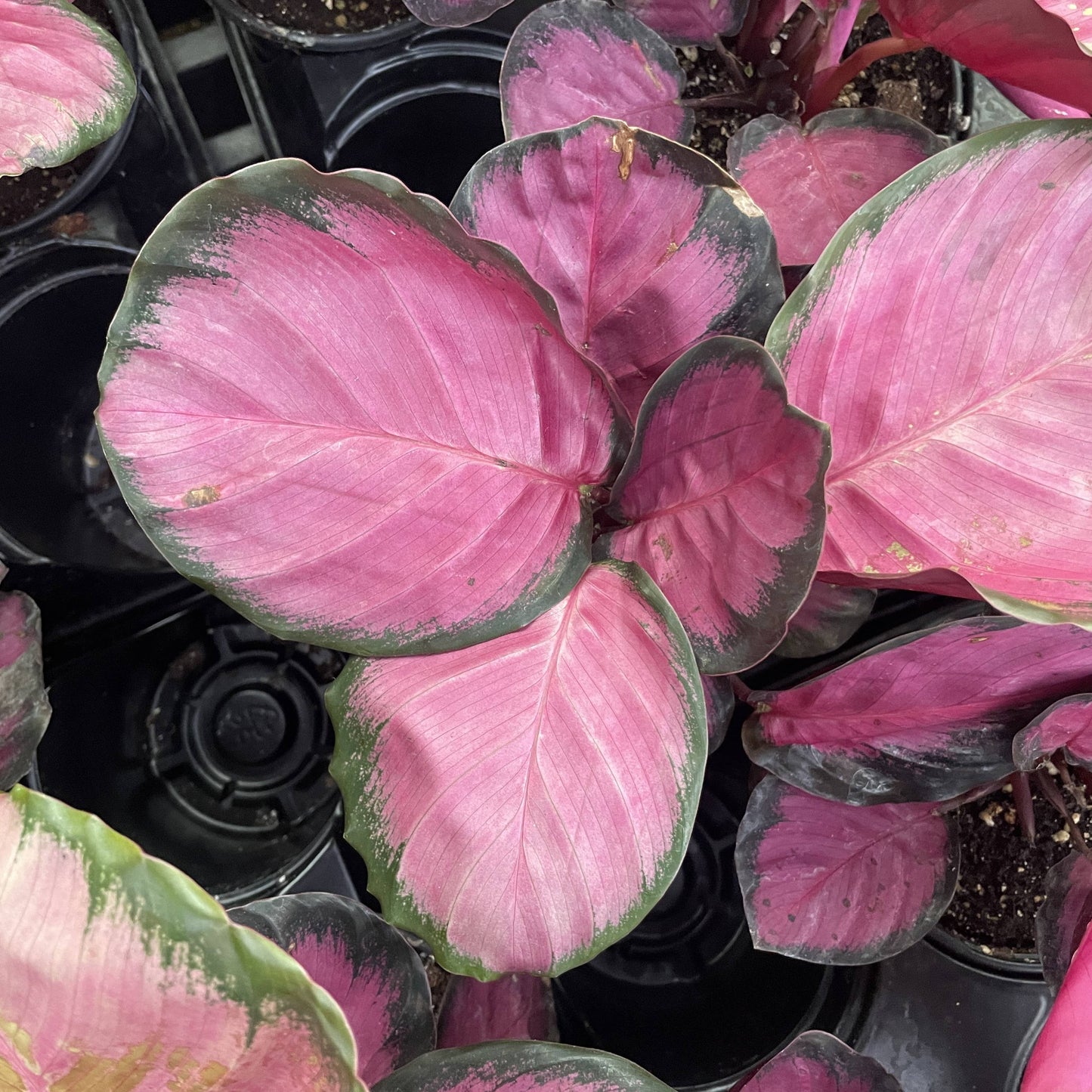 Calathea Roseopicta Rosy - 4" Live Plant