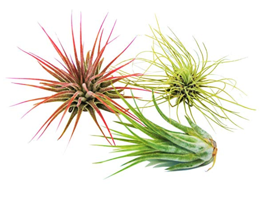 Air Plants - Tillandsia