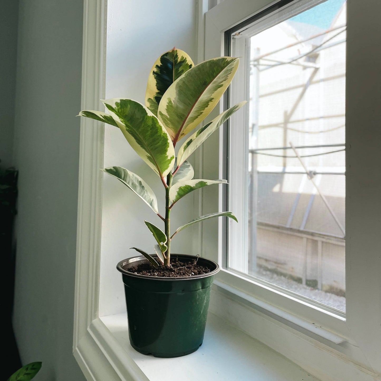 Tineke Rubber Plant - Live Plant