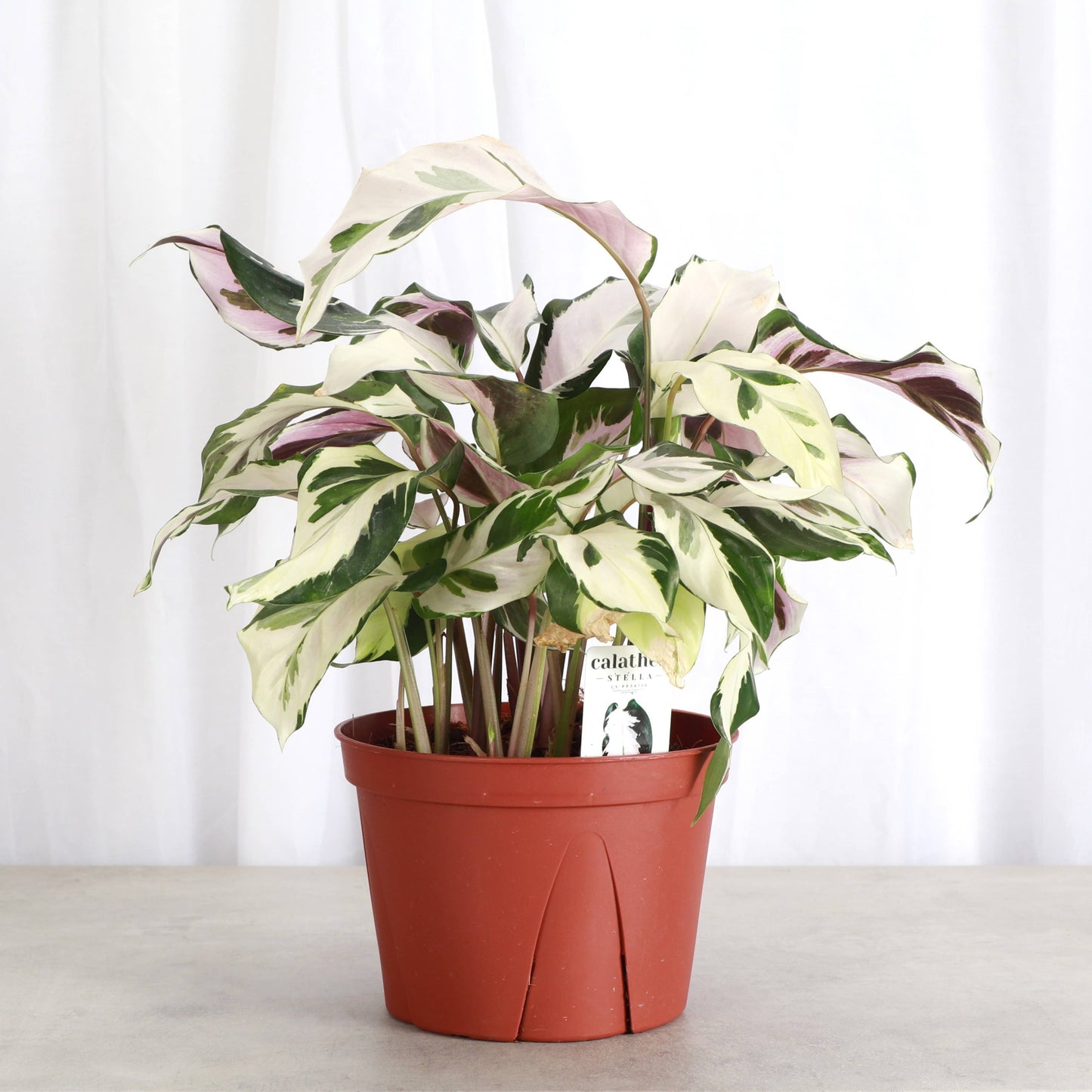 Calathea 'Stella' - Live Plant