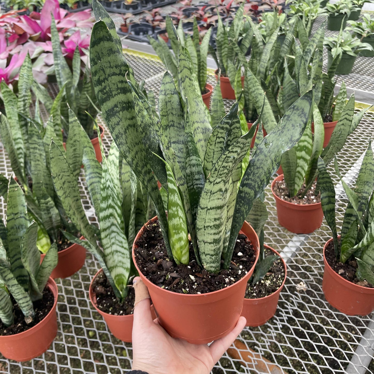 Snake 'Zeylancia',  Snake Plant - Live Plant