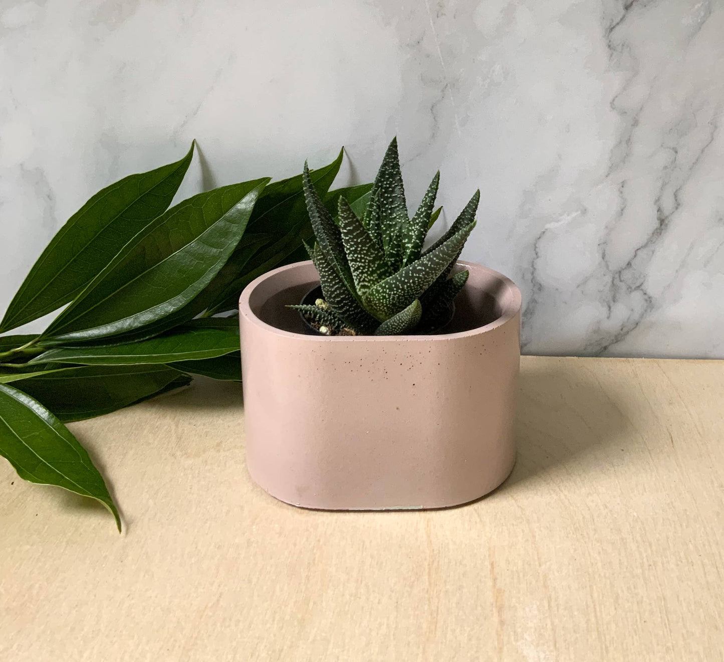 Succulent Oval Concrete Planter