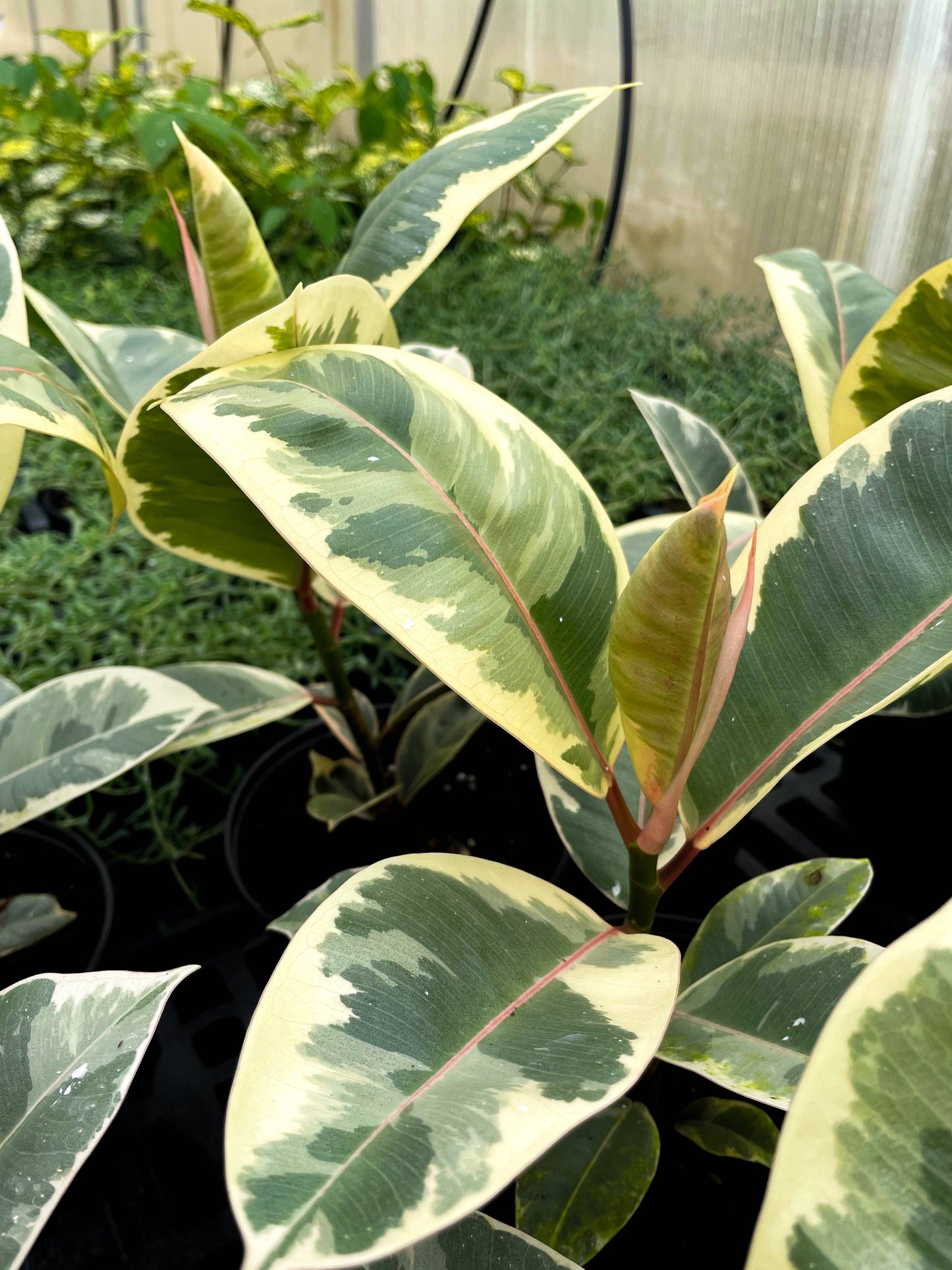 Tineke Rubber Plant - Live Plant