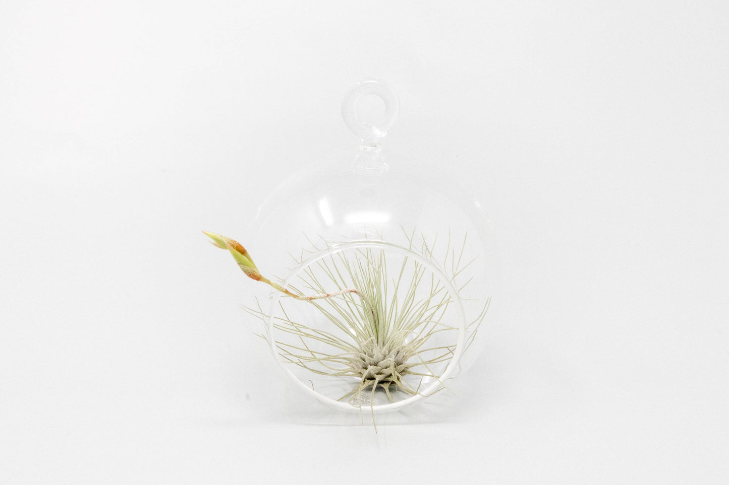 Mini Hanging Glass Globe Terrariums with Air Plant