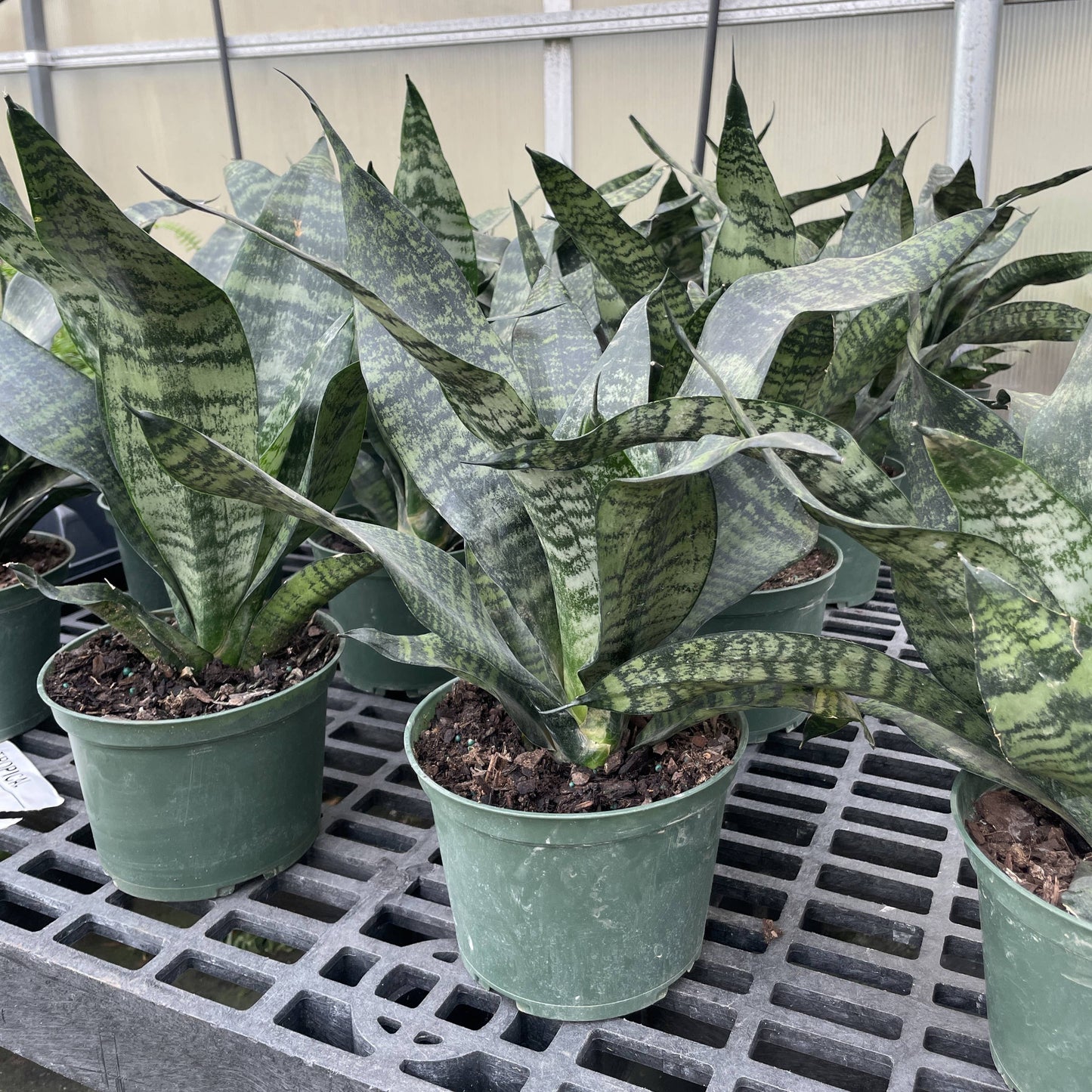 Snake 'Zeylancia',  Snake Plant - Live Plant