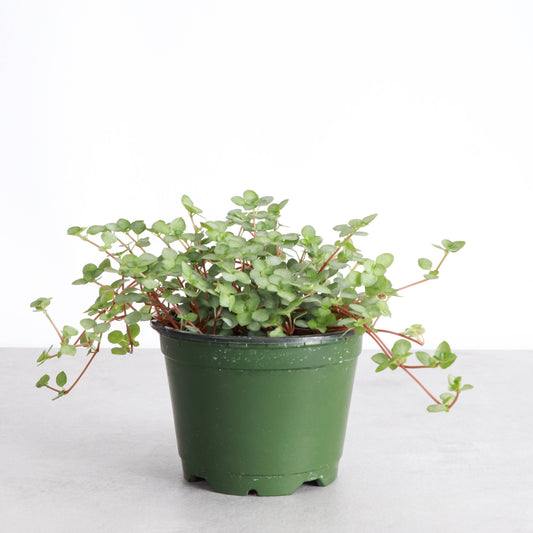 Silver Baby Tears, Pilea Glauca - 4" Live Plant