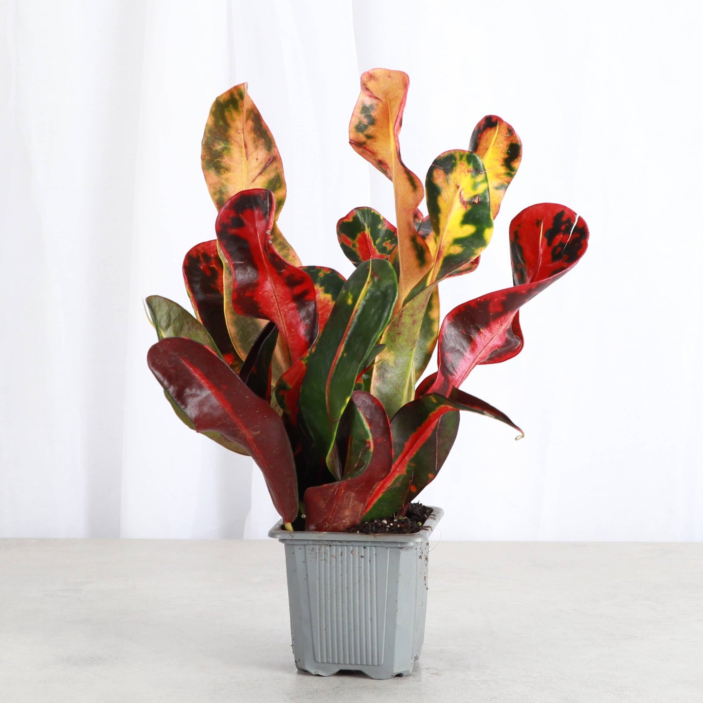 Mammy Croton - Live Plant