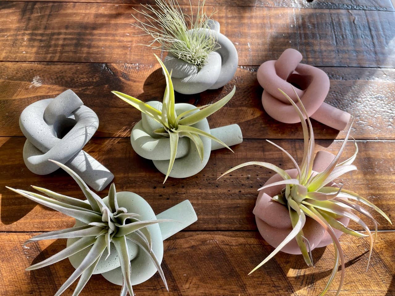 Knot Cement Air Plant Holder