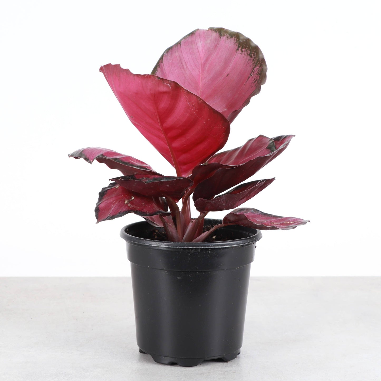 Calathea Roseopicta Rosy - 4" Live Plant