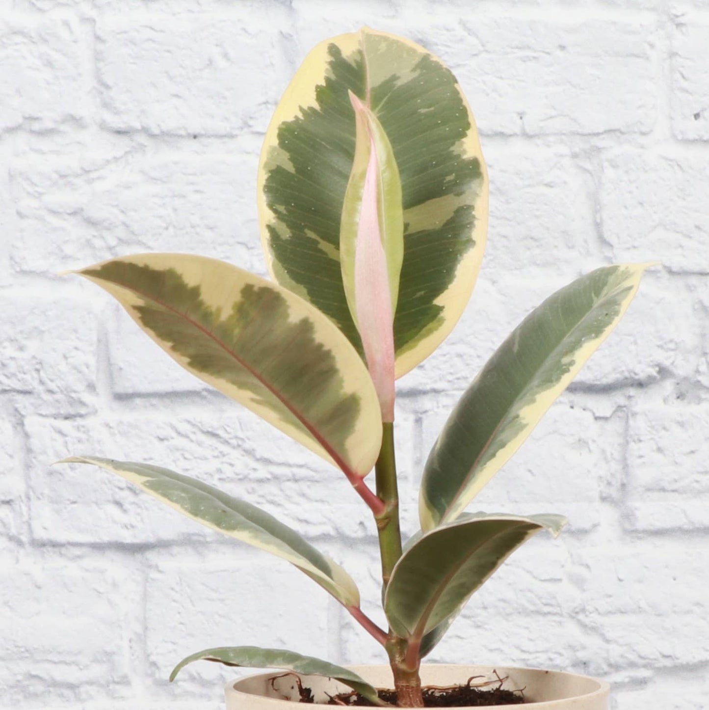 Tineke Rubber Plant - Live Plant