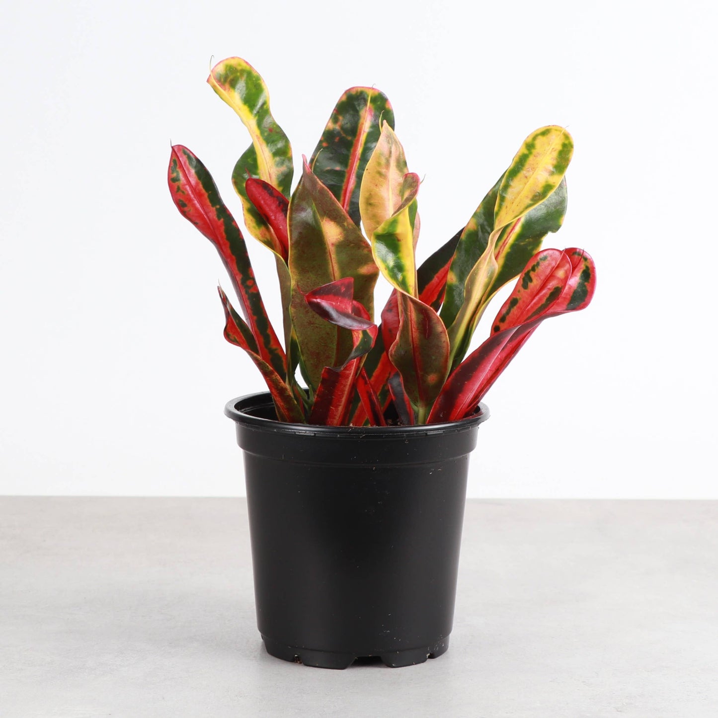 Mammy Croton - Live Plant