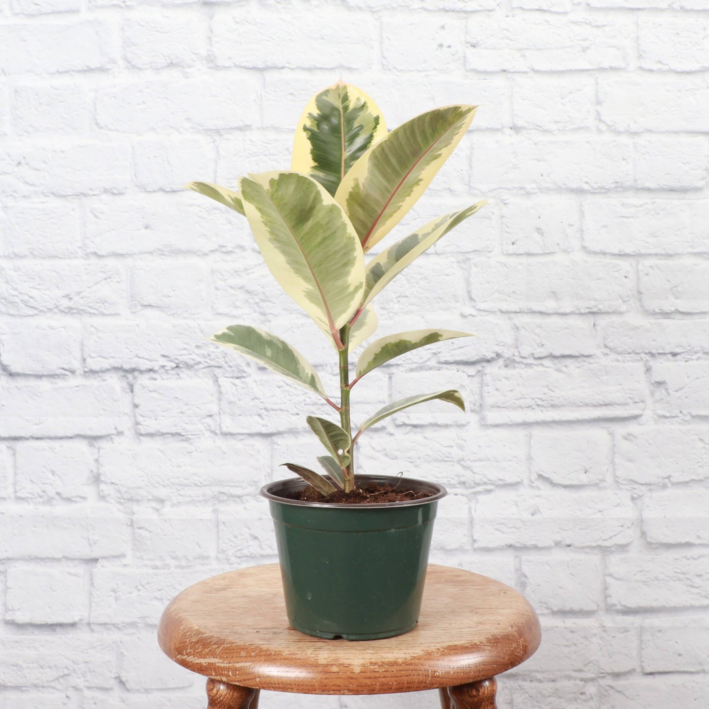 Tineke Rubber Plant - Live Plant