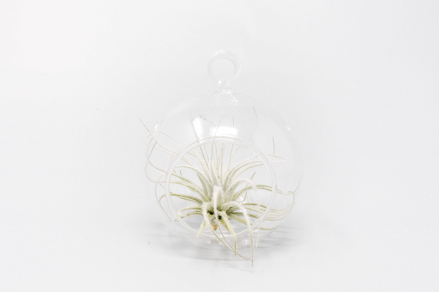 Mini Hanging Glass Globe Terrariums with Air Plant