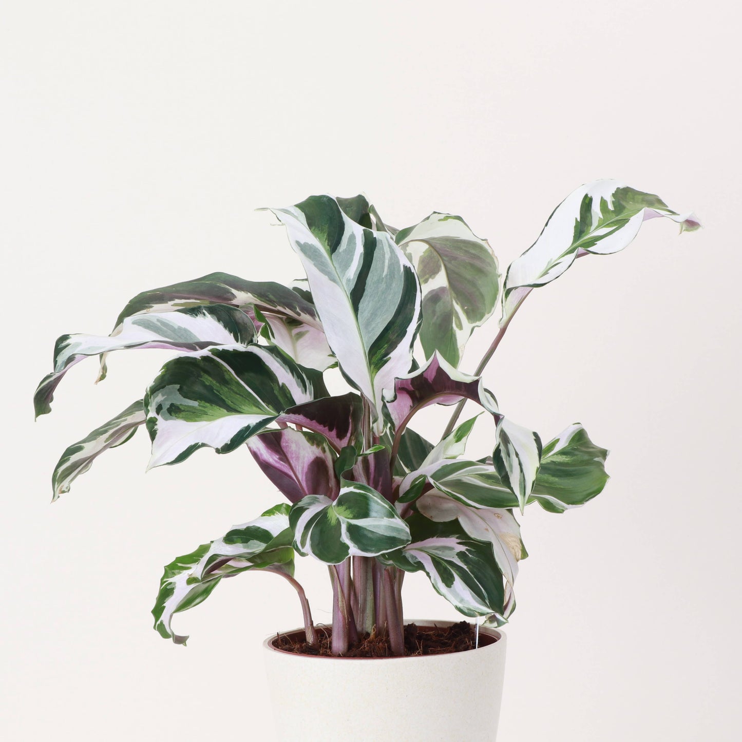 Calathea 'Stella' - Live Plant