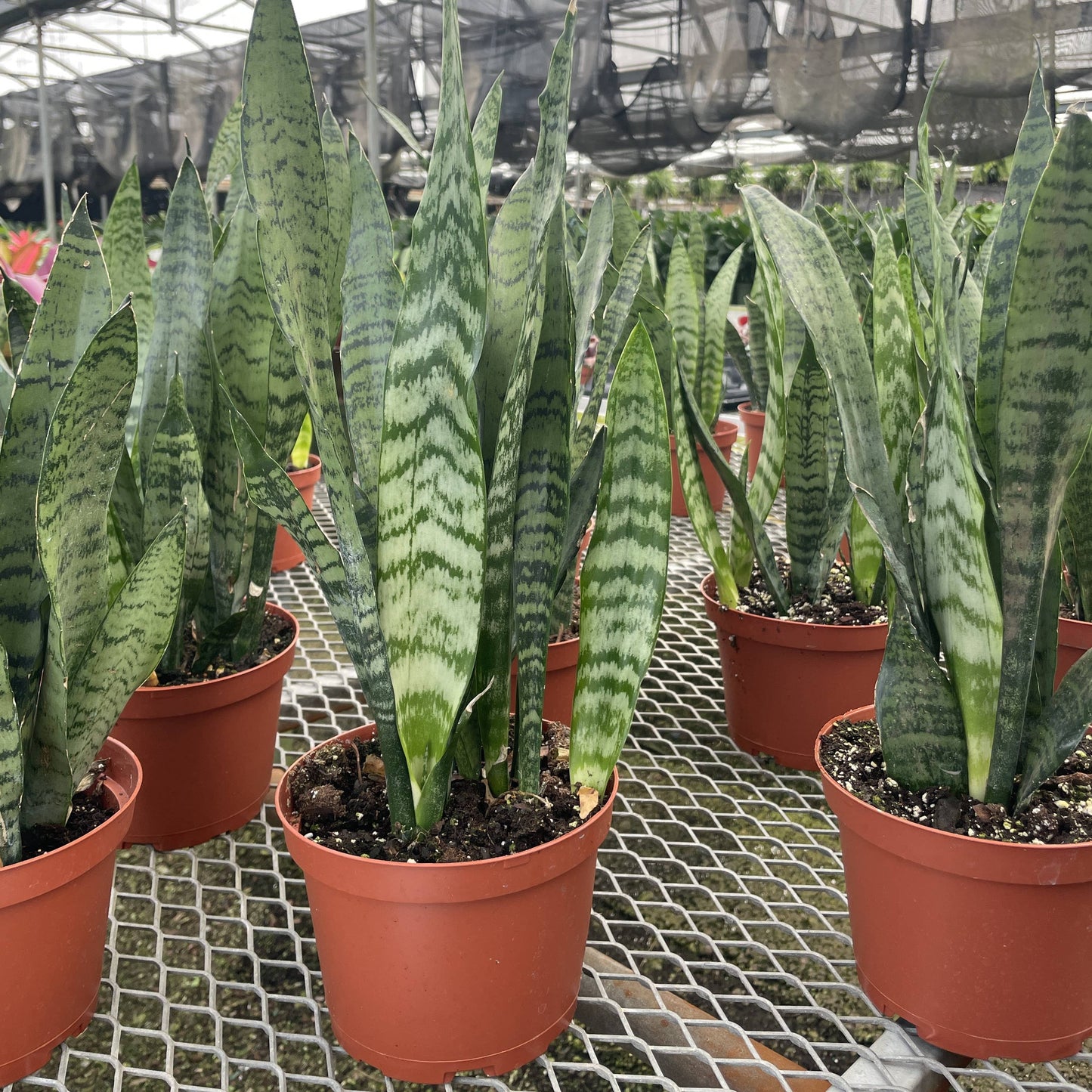 Snake 'Zeylancia',  Snake Plant - Live Plant