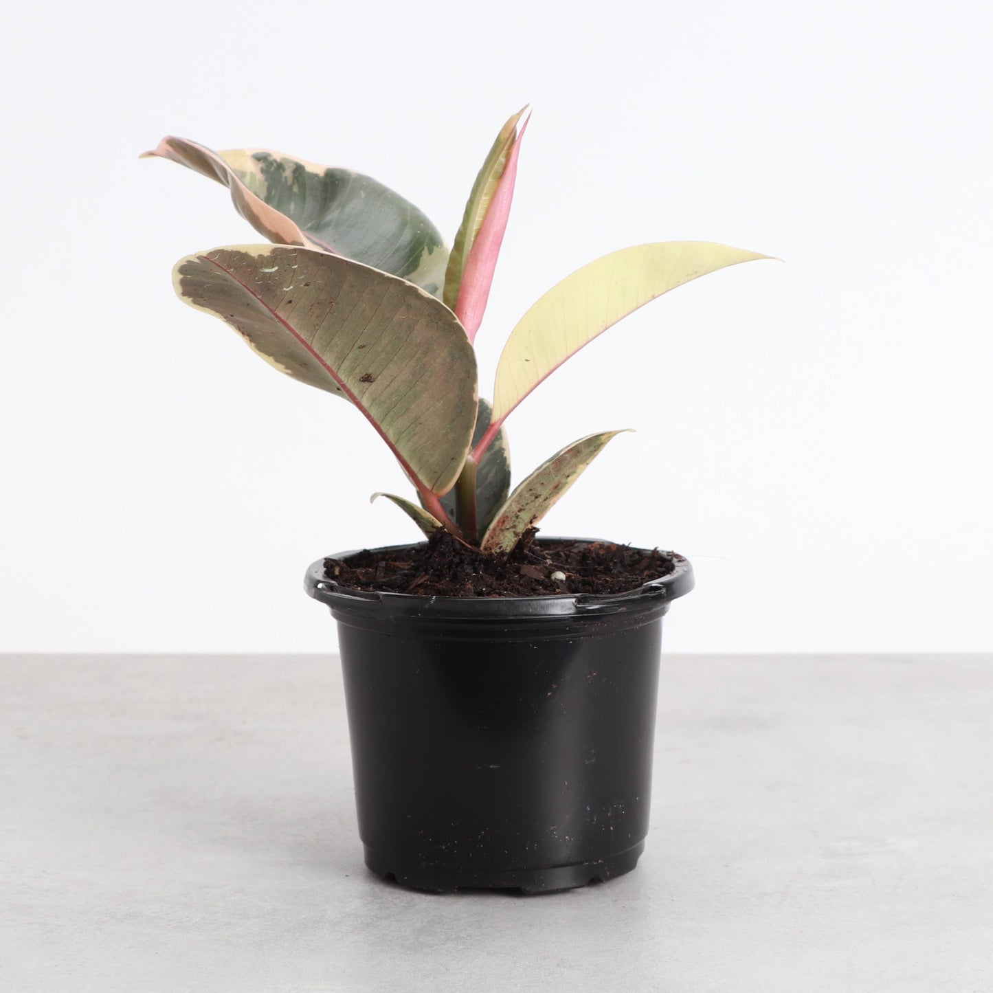 Tineke Rubber Plant - Live Plant