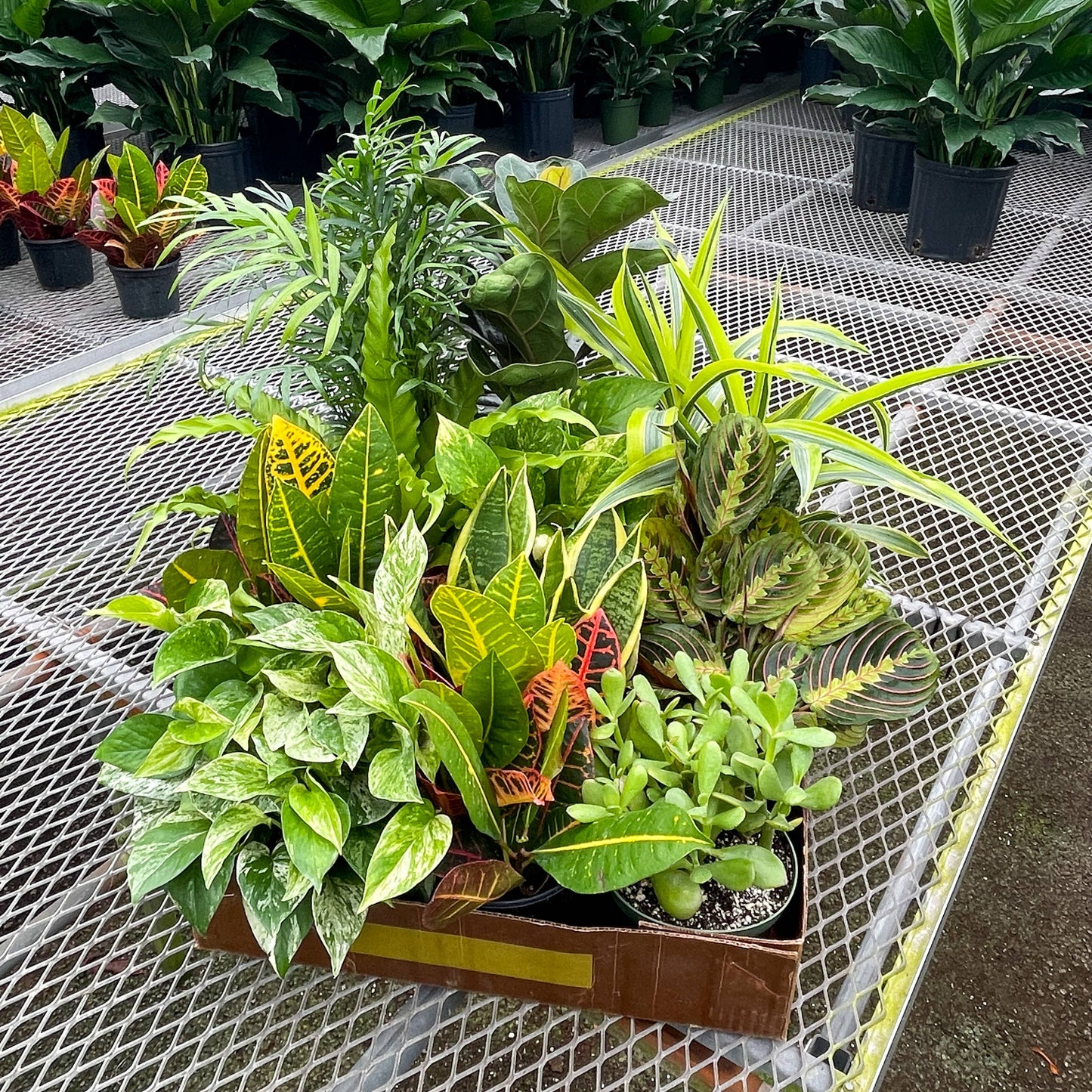 Grower's Choice Houseplant Assortment - 6" Live Plants