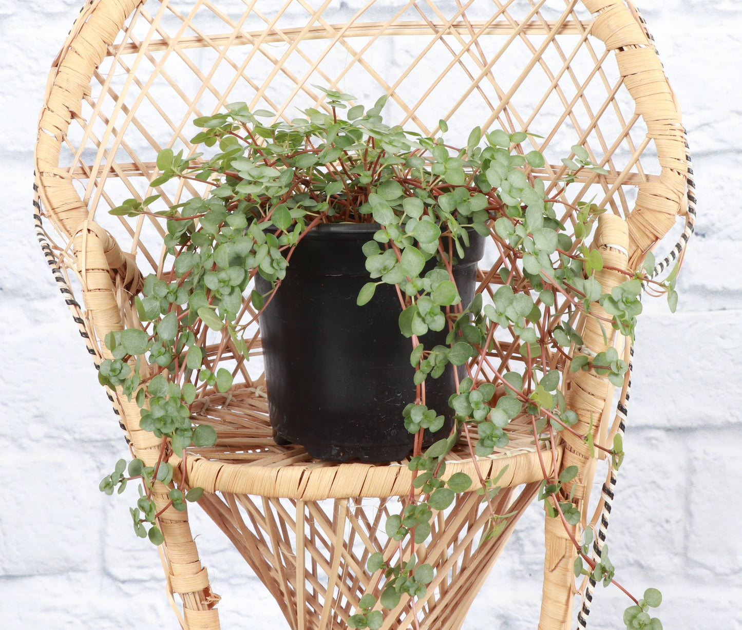 Silver Baby Tears, Pilea Glauca - 4" Live Plant