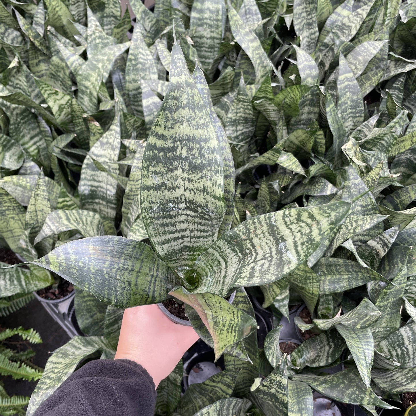 Snake 'Zeylancia',  Snake Plant - Live Plant