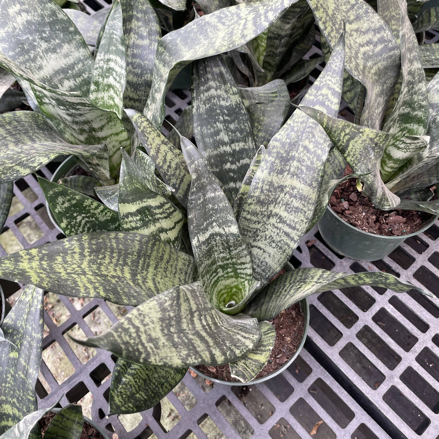 Snake 'Zeylancia',  Snake Plant - Live Plant
