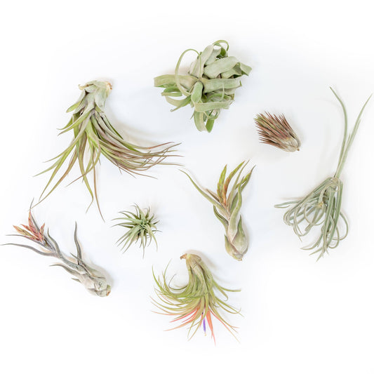 Medium and Large Air Plants (24)