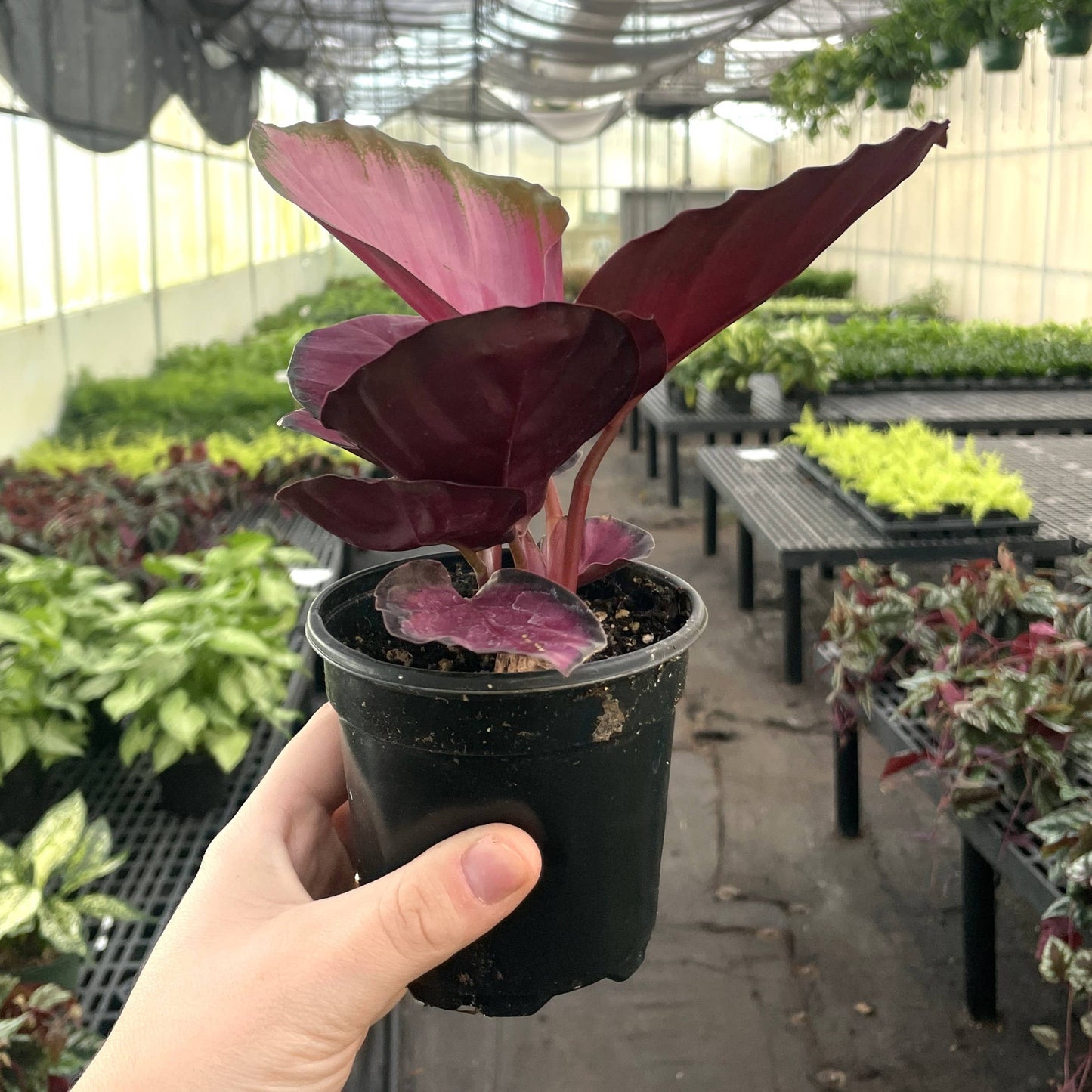 Calathea Roseopicta Rosy - 4" Live Plant